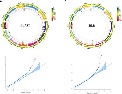 Superior haplotypes towards the development of blast and bacterial blight-resistant rice